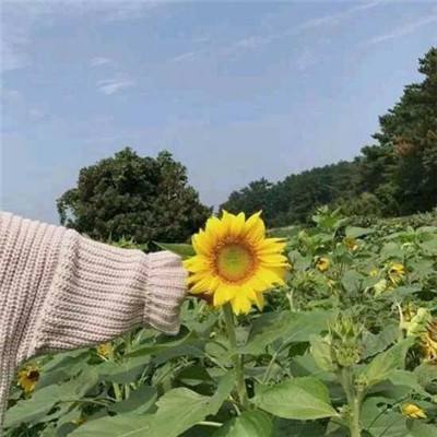 果盘热血bt手游下载